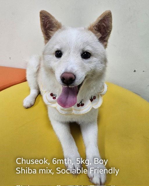 Enlarge CHUSEOK, a Adopted mixed breed in Agoura Hills, CA image 3/3