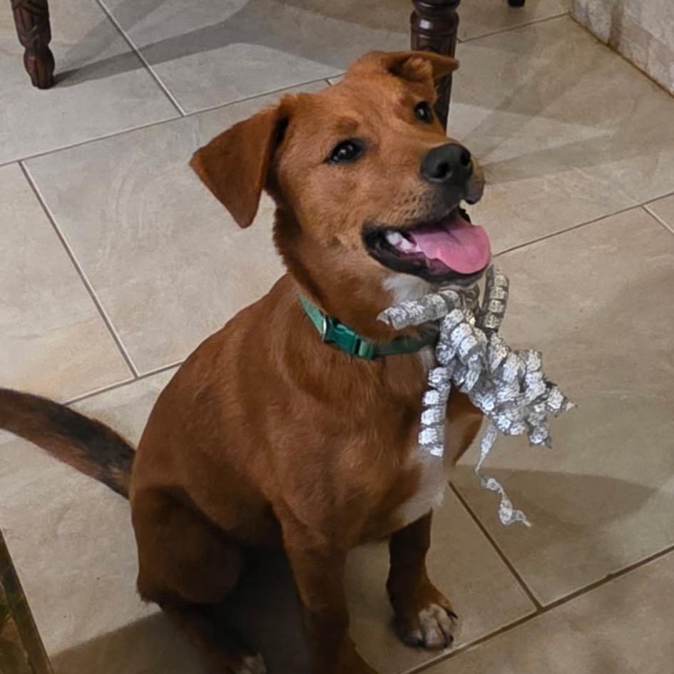 Enlarge Peanut, an adopted mixed breed in Williston, VT image 3/4
