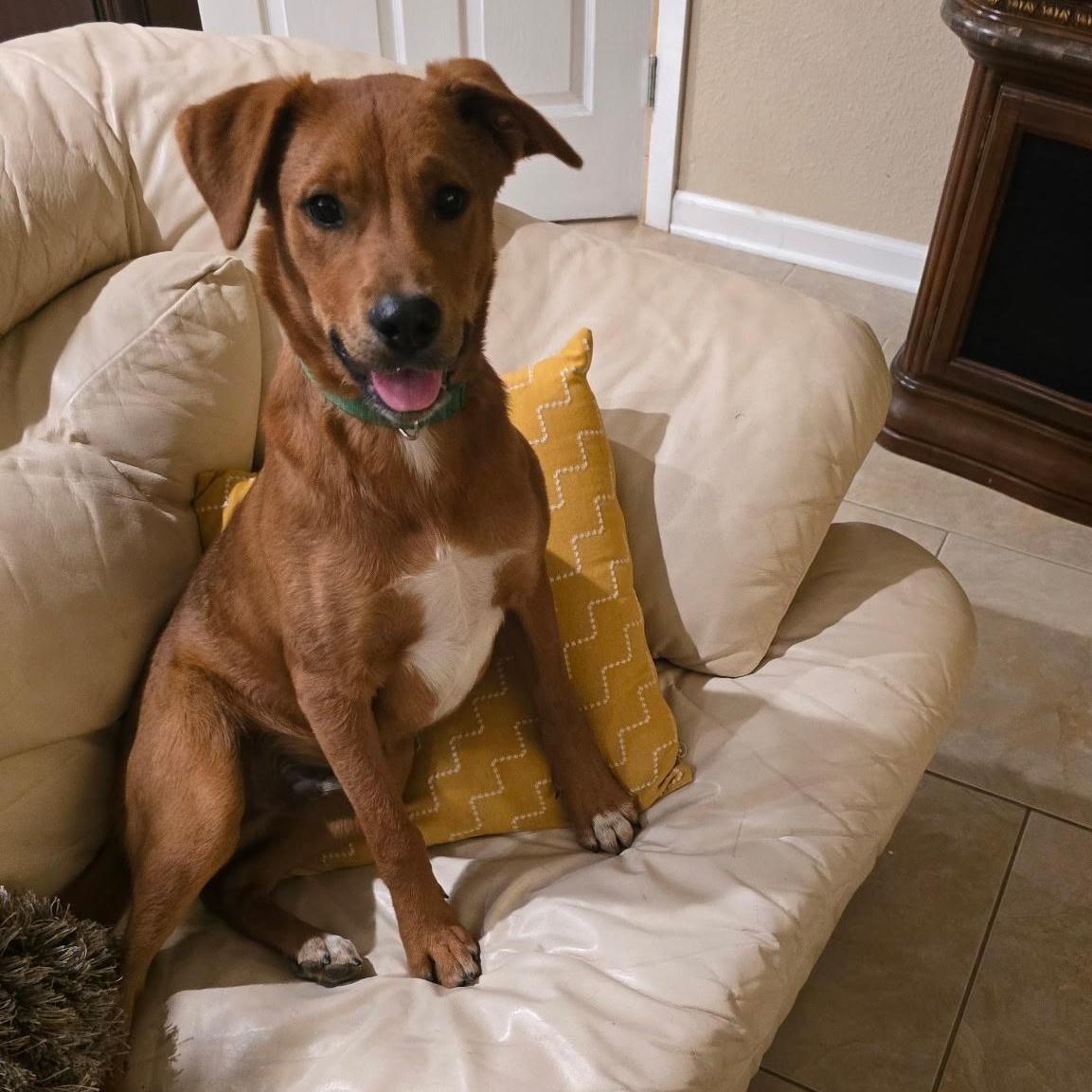 Enlarge Peanut, an adopted mixed breed in Williston, VT image 1/4