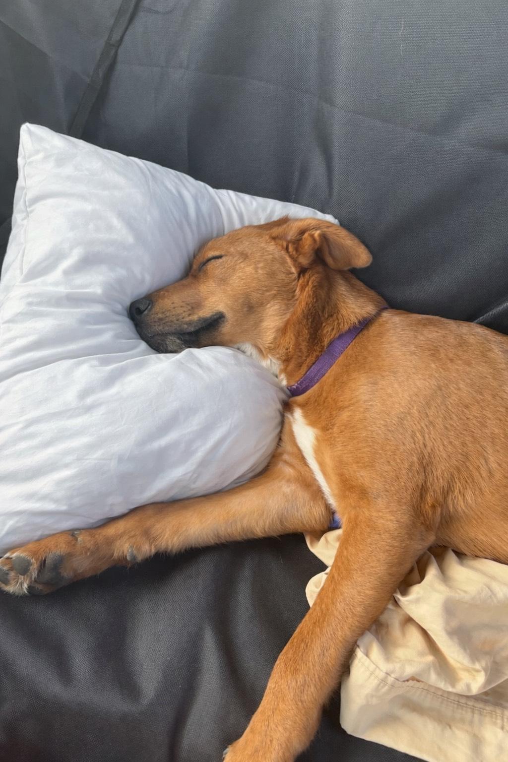 Enlarge Peanut, an adopted mixed breed in Williston, VT image 2/4