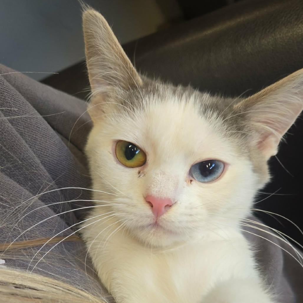 Enlarge Cromwell, a Adoptable Domestic Short Hair in LYLE, MN image 1/3