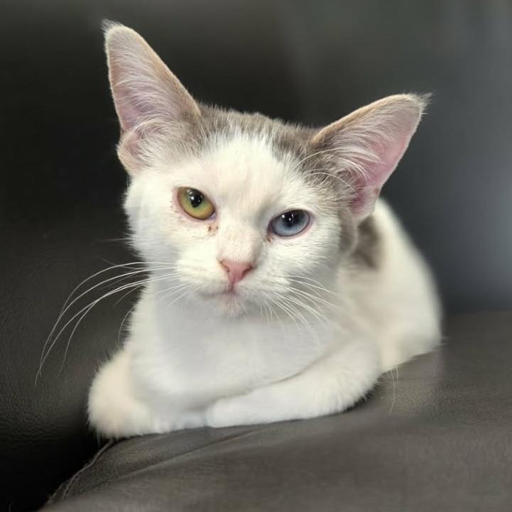 Enlarge Cromwell, a Adoptable Domestic Short Hair in LYLE, MN image 2/3