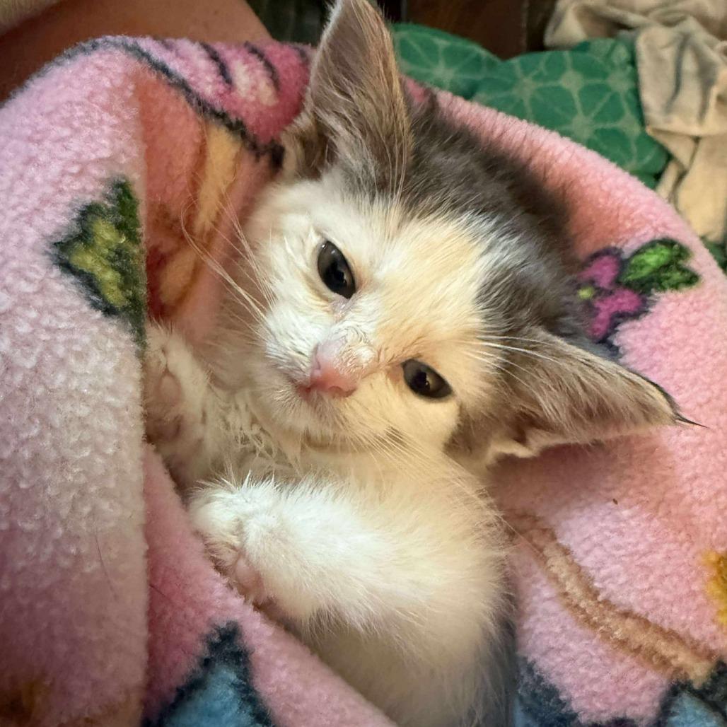 Enlarge Cromwell, a Adoptable Domestic Short Hair in LYLE, MN image 3/3