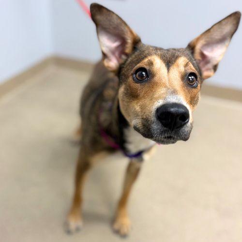 Enlarge PIA, a Adoptable Australian Kelpie in Aurora, CO image 1/1