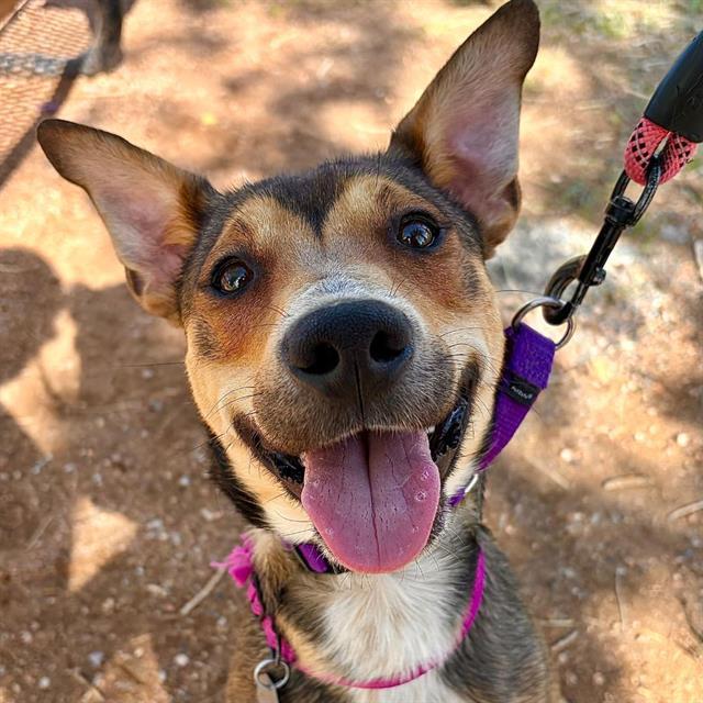 PIA, Adoptable, Young Female Australian Kelpie.