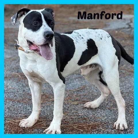Manfred Handsome fella, ADOPTABLE, Adult Male Mixed Breed.