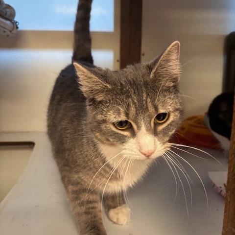 Enlarge Whoopie & Goldberg, a ADOPTABLE Domestic Short Hair in Braintree, MA image 4/6