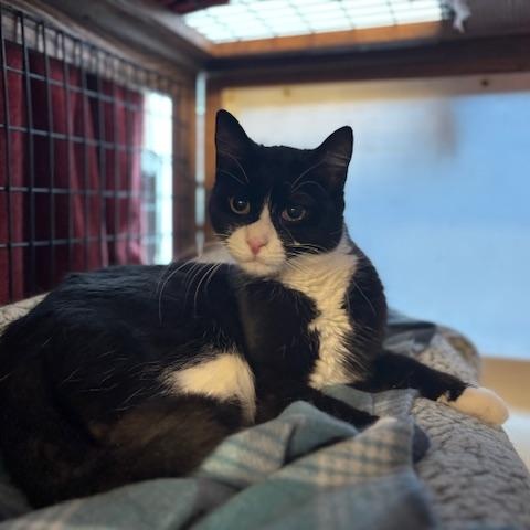 Enlarge Whoopie & Goldberg, a ADOPTABLE Domestic Short Hair in Braintree, MA image 3/6