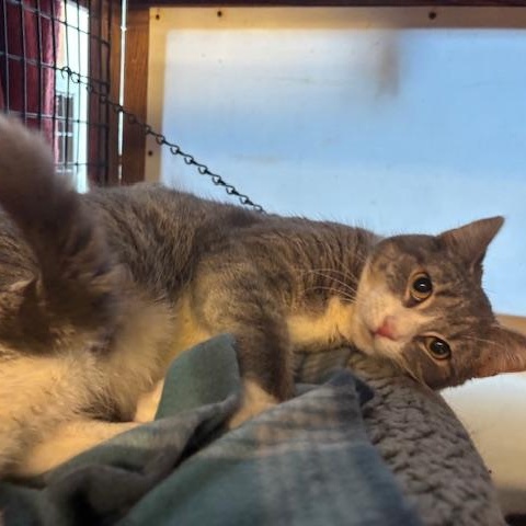 Enlarge Whoopie & Goldberg, a ADOPTABLE Domestic Short Hair in Braintree, MA image 2/6