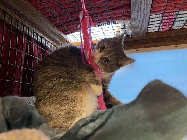 Enlarge Whoopie & Goldberg, a ADOPTABLE Domestic Short Hair in Braintree, MA image 6/6