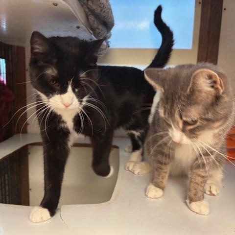 Whoopie & Goldberg, ADOPTABLE, Young Female Domestic Short Hair.