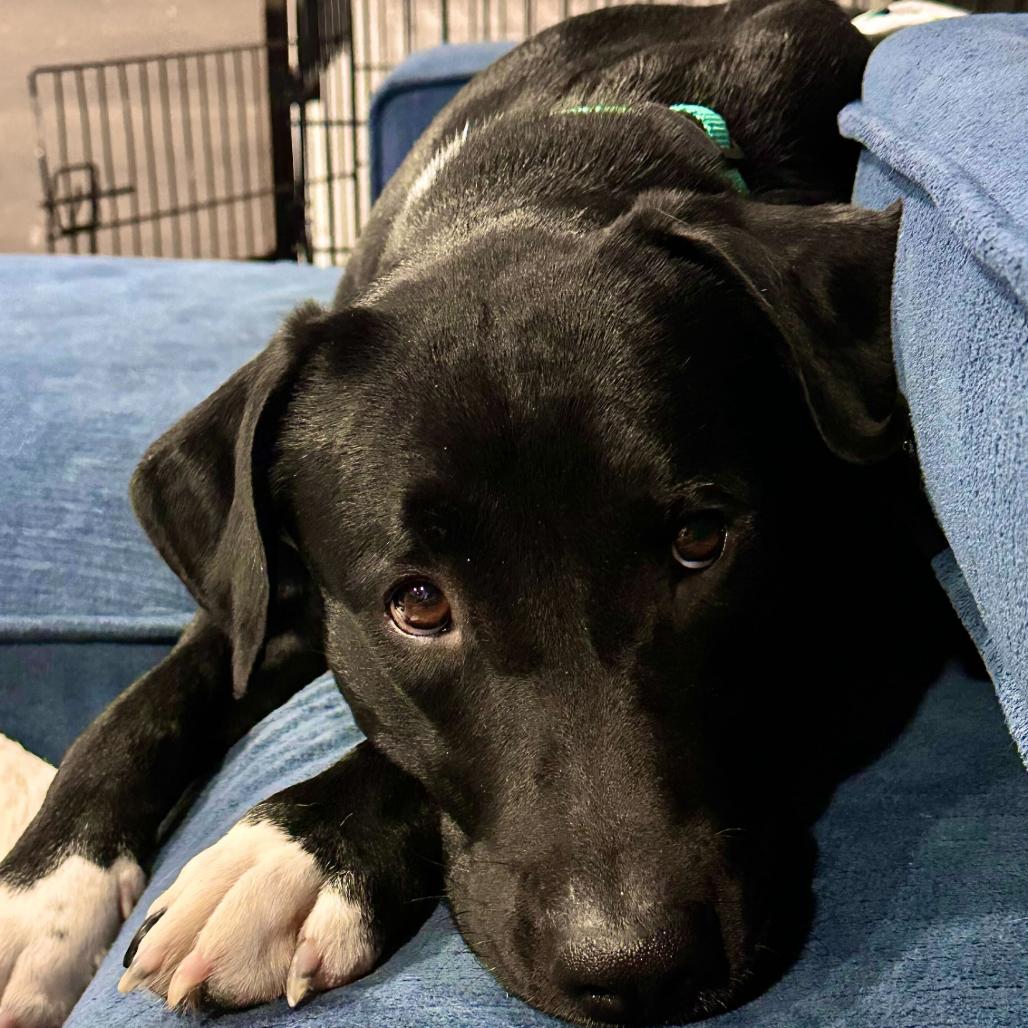 Enlarge Sawyer, a Adoptable mixed breed in Valdosta , GA image 1/6