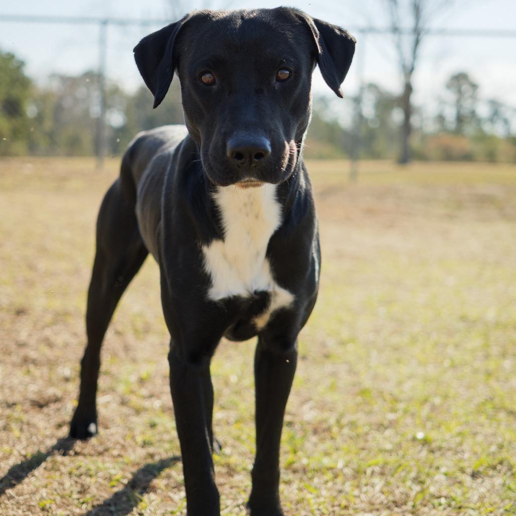 Enlarge Sawyer, a Adoptable mixed breed in Valdosta , GA image 2/6