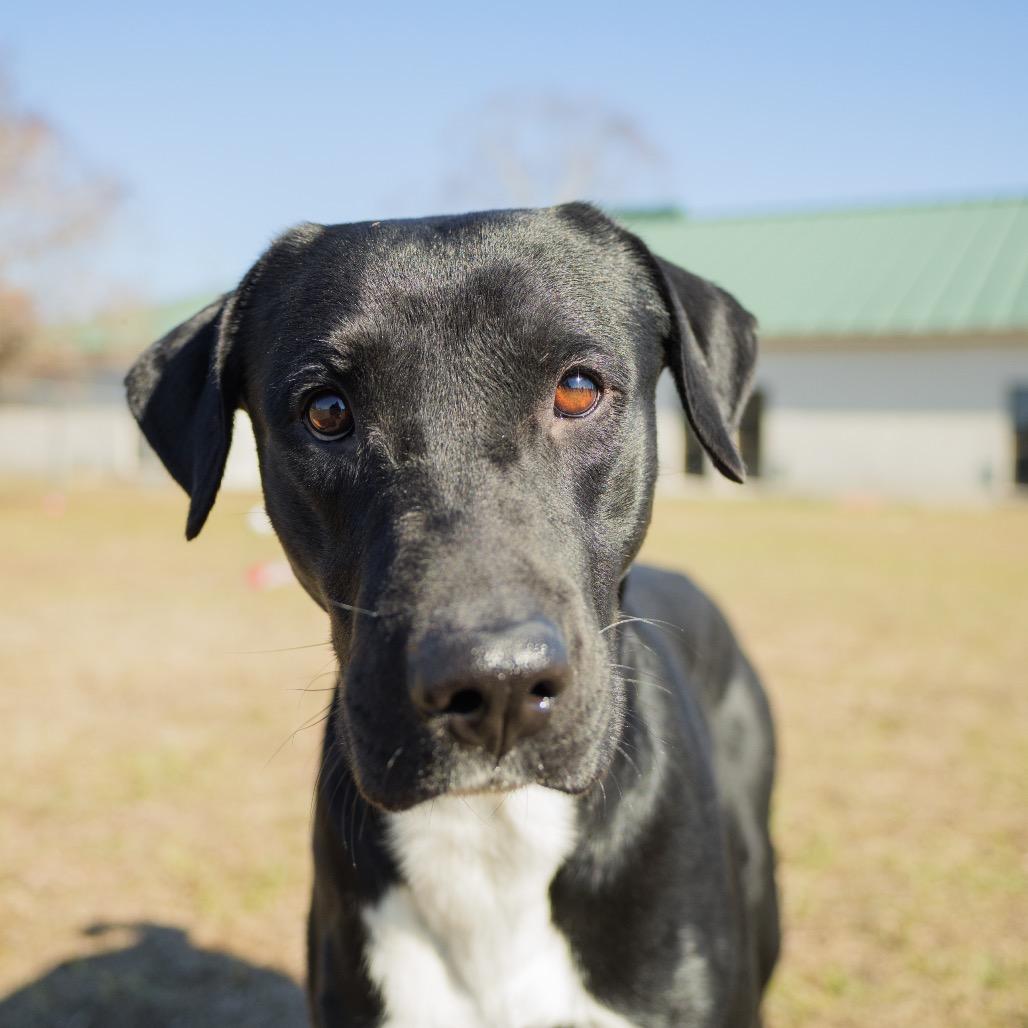 Enlarge Sawyer, a Adoptable mixed breed in Valdosta , GA image 3/6