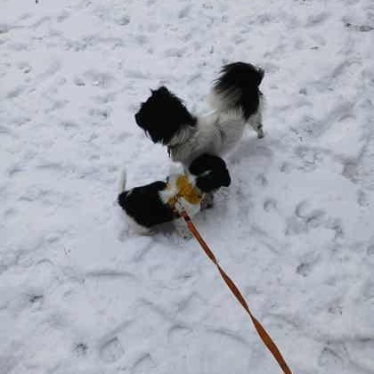 Enlarge Chancey, a Adoptable Mixed Breed in Perth, ON image 2/2