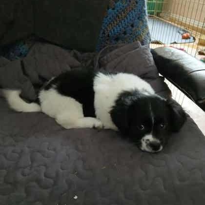 Chancey, Adoptable, Puppy Male Mixed Breed.