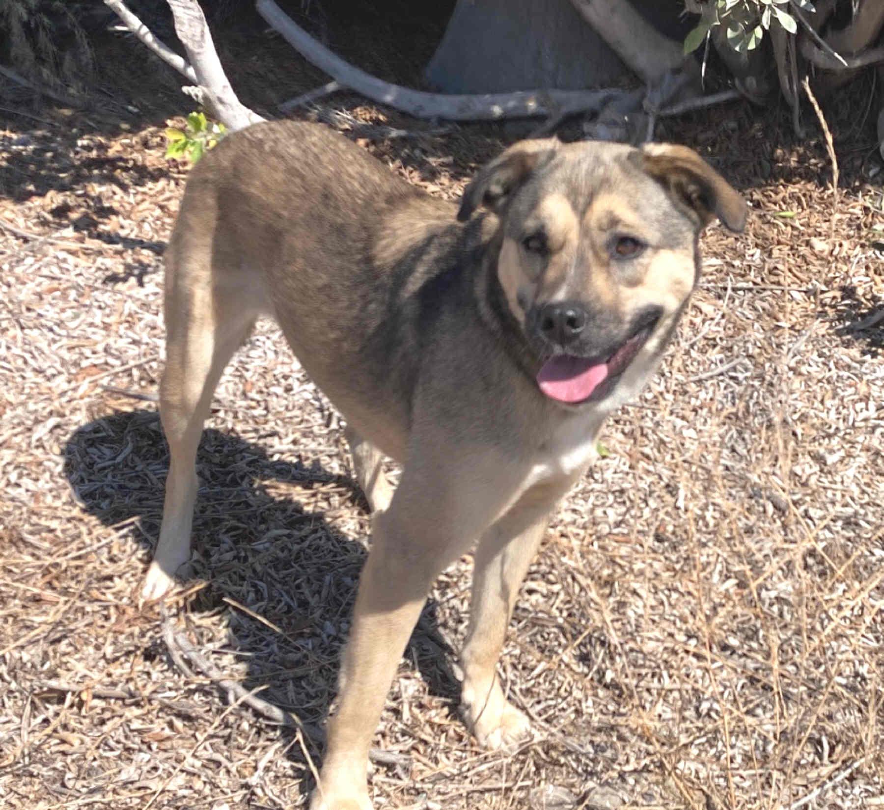 Honey, a Adoptable mixed breed in Camp Pendleton, CA image 4/6