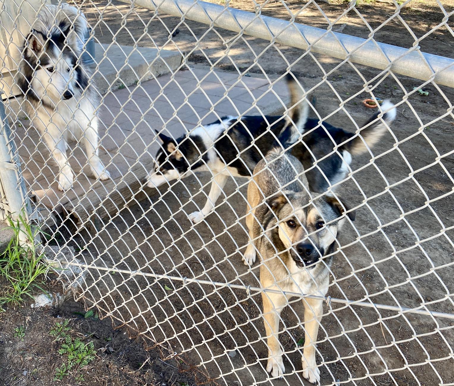 Enlarge Honey, a Adoptable mixed breed in Camp Pendleton, CA image 5/6