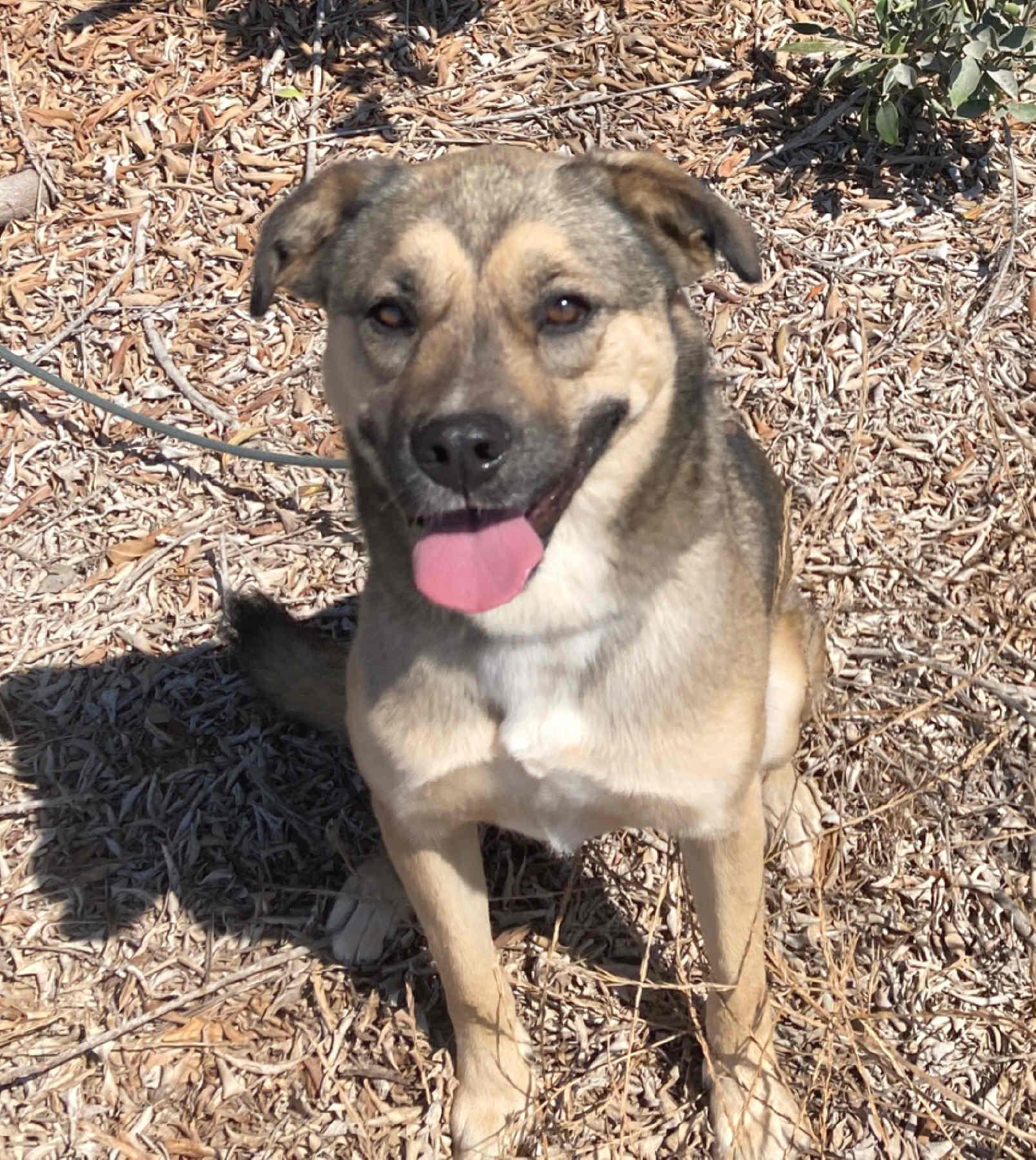 Honey, a Adoptable mixed breed in Camp Pendleton, CA image 2/6