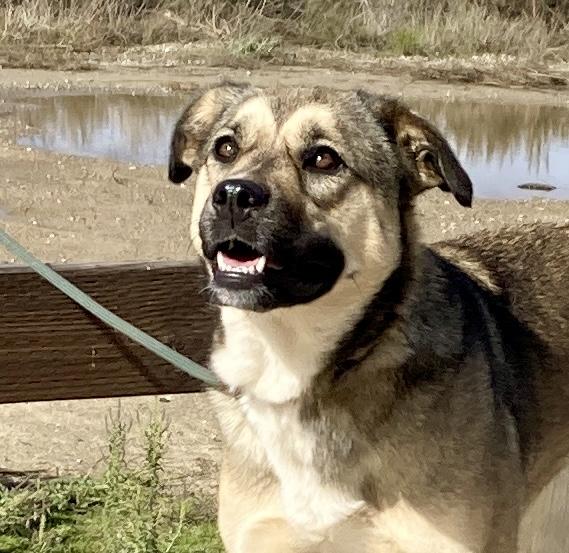 Honey, Adoptable, Young Female German Shepherd Dog & Shepherd.