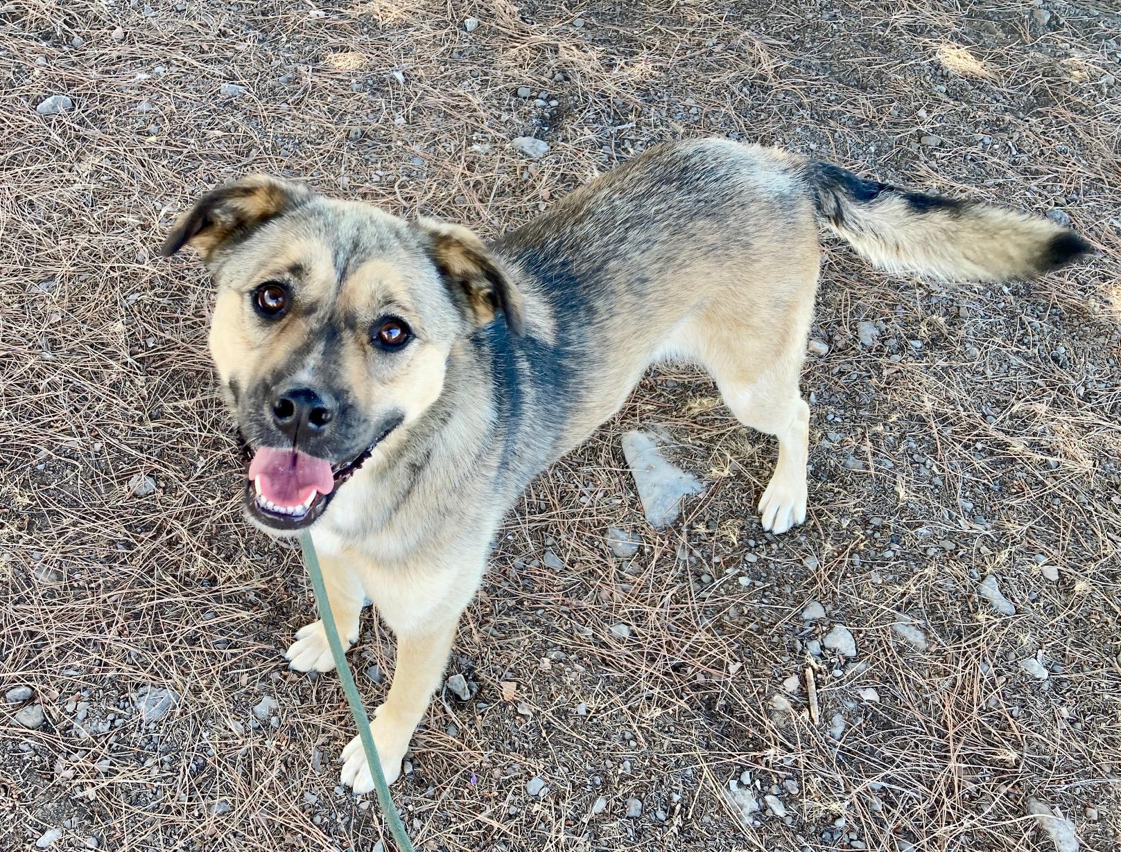 Honey, a Adoptable mixed breed in Camp Pendleton, CA image 5/6