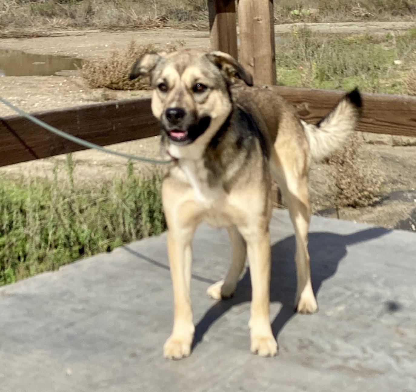 Honey, a Adoptable mixed breed in Camp Pendleton, CA image 3/6