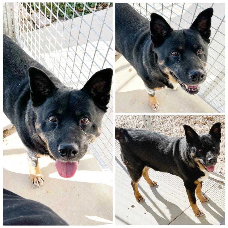 Solo, ADOPTABLE, Adult Female Rottweiler & German Shepherd Dog.