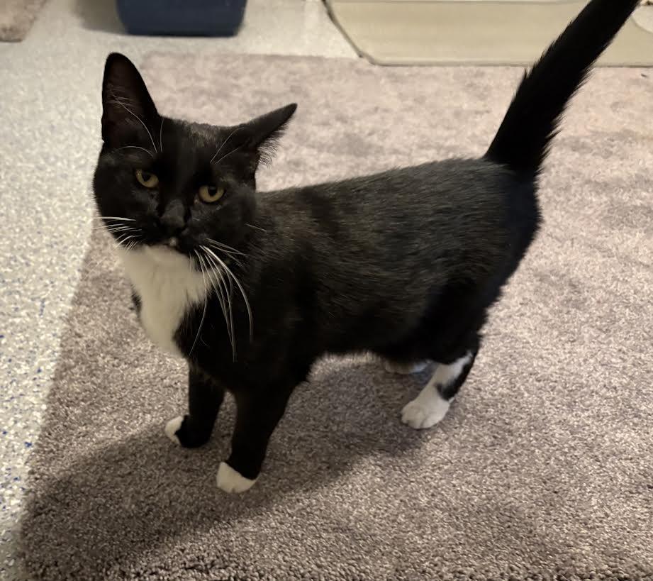 Enlarge Baby Girl, an adopted Tuxedo in Carson City, NV image 3/4