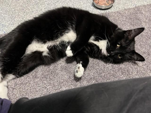Enlarge Baby Girl, an adopted Tuxedo in Carson City, NV image 2/4