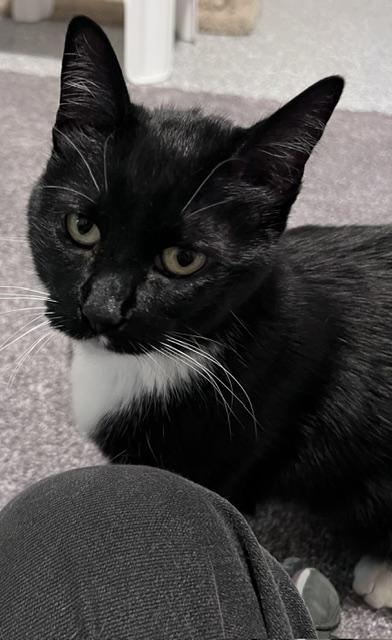 Baby Girl, adopted, Adult Female Tuxedo.