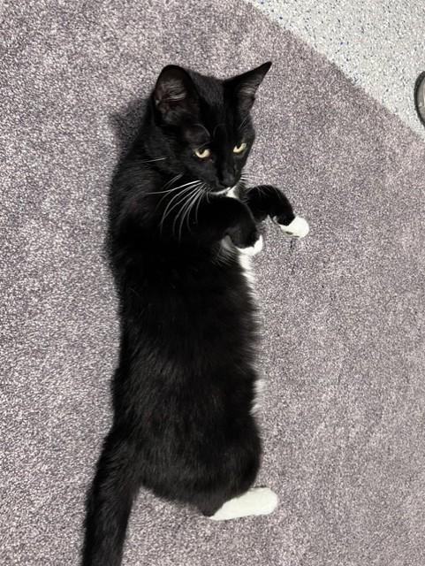 Enlarge Baby Girl, an adopted Tuxedo in Carson City, NV image 4/4