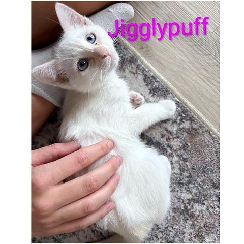 Enlarge Jigglypuff, a ADOPTABLE Siamese in Salt Lake City, UT image 1/1