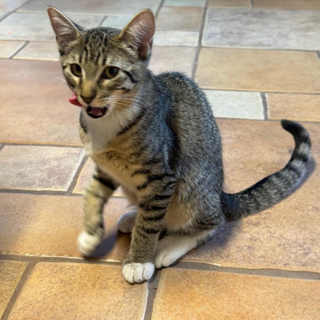 Blondie, Adoptable, Kitten Female Domestic Short Hair.