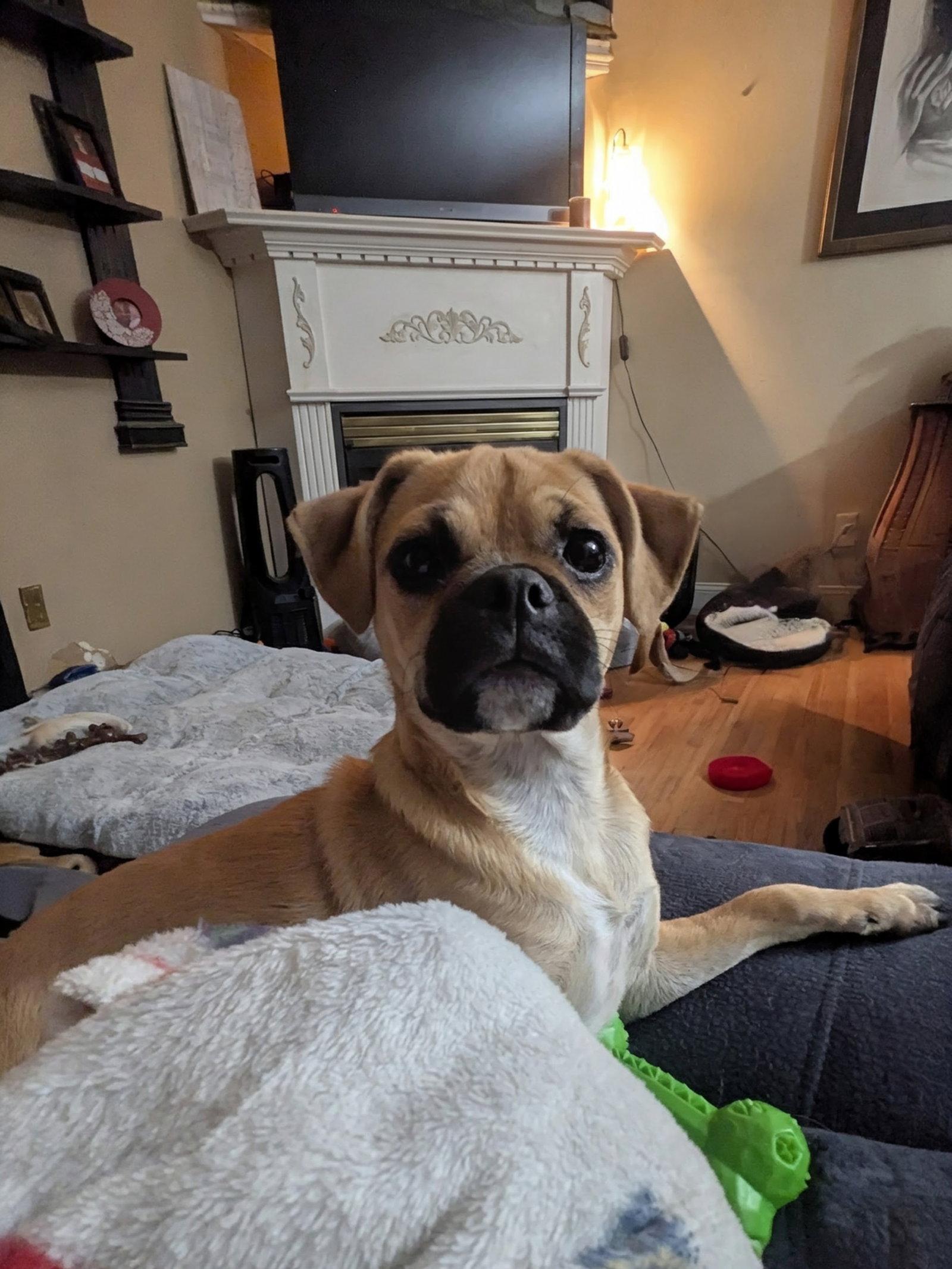 Enlarge Viana, a Adoptable Pug in Morganville, NJ image 2/3