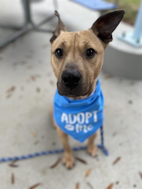 Enlarge KODA, a Adoptable mixed breed in Charlotte, NC image 1/1