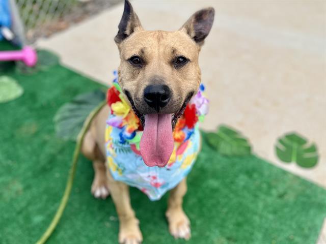 KODA, Adoptable, Adult Female Mixed Breed.
