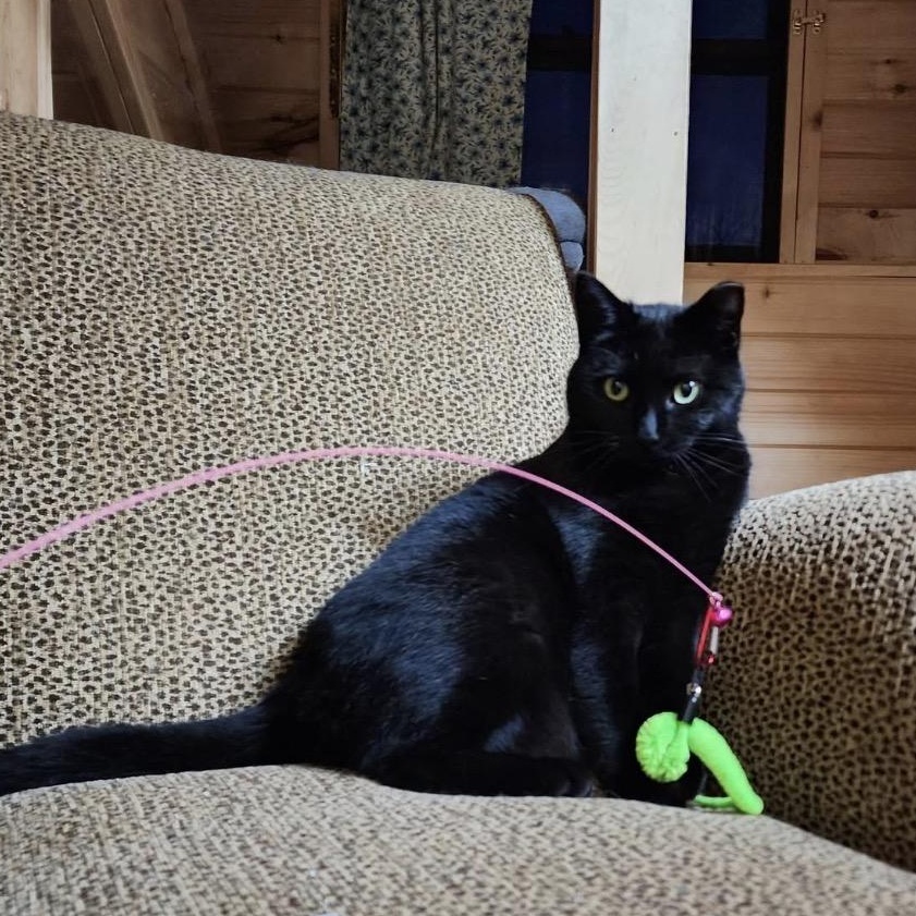 Bell, ADOPTABLE, Adult Female Domestic Short Hair.
