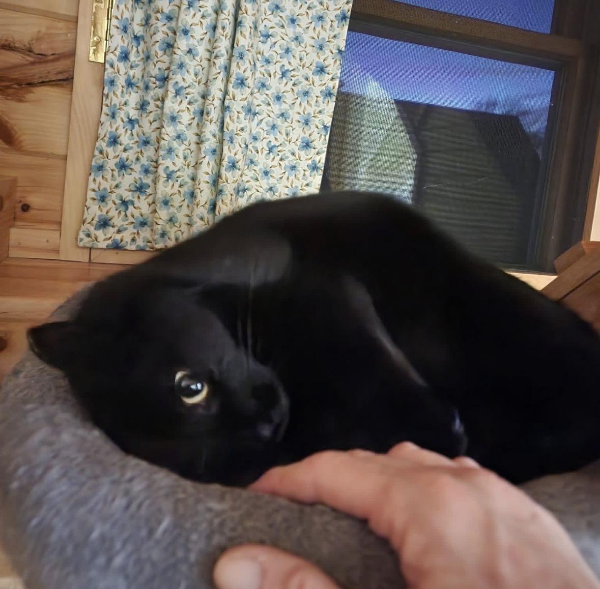 Enlarge Bell, a ADOPTABLE Domestic Short Hair in South Lyon, MI image 4/4