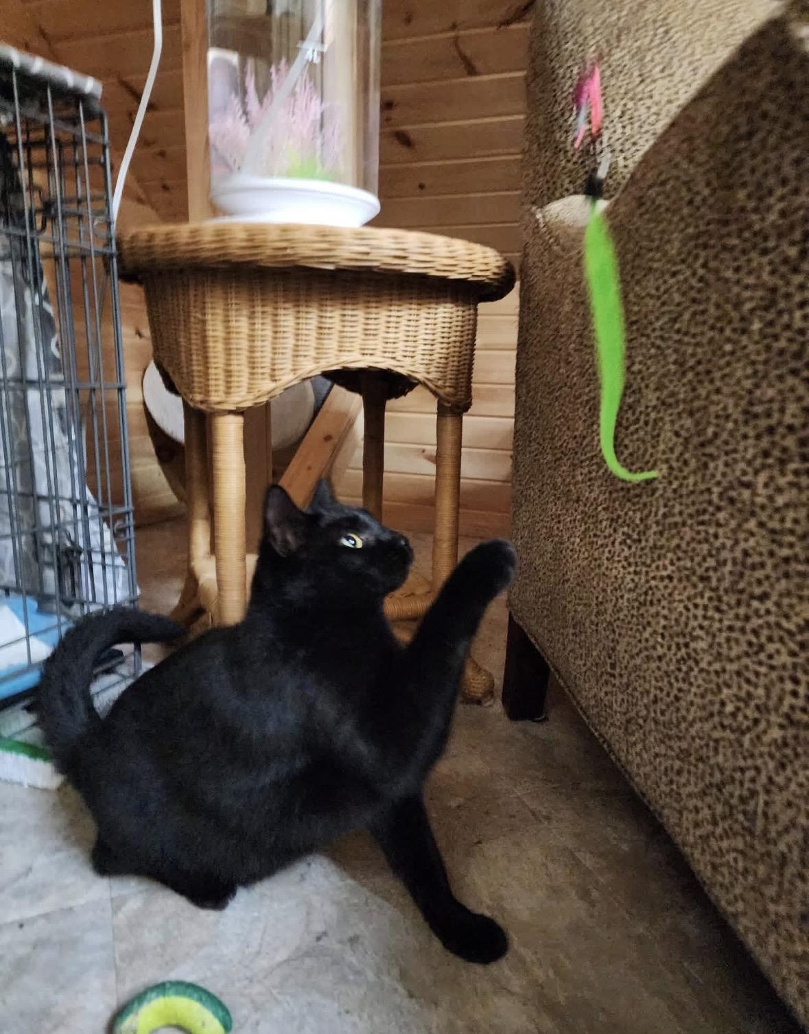 Enlarge Bell, a ADOPTABLE Domestic Short Hair in South Lyon, MI image 2/4