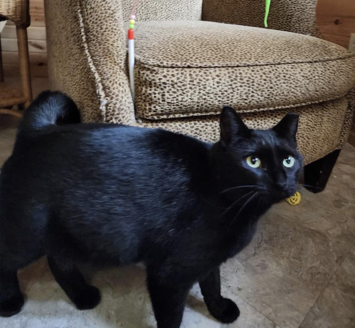 Enlarge Bell, a ADOPTABLE Domestic Short Hair in South Lyon, MI image 3/4