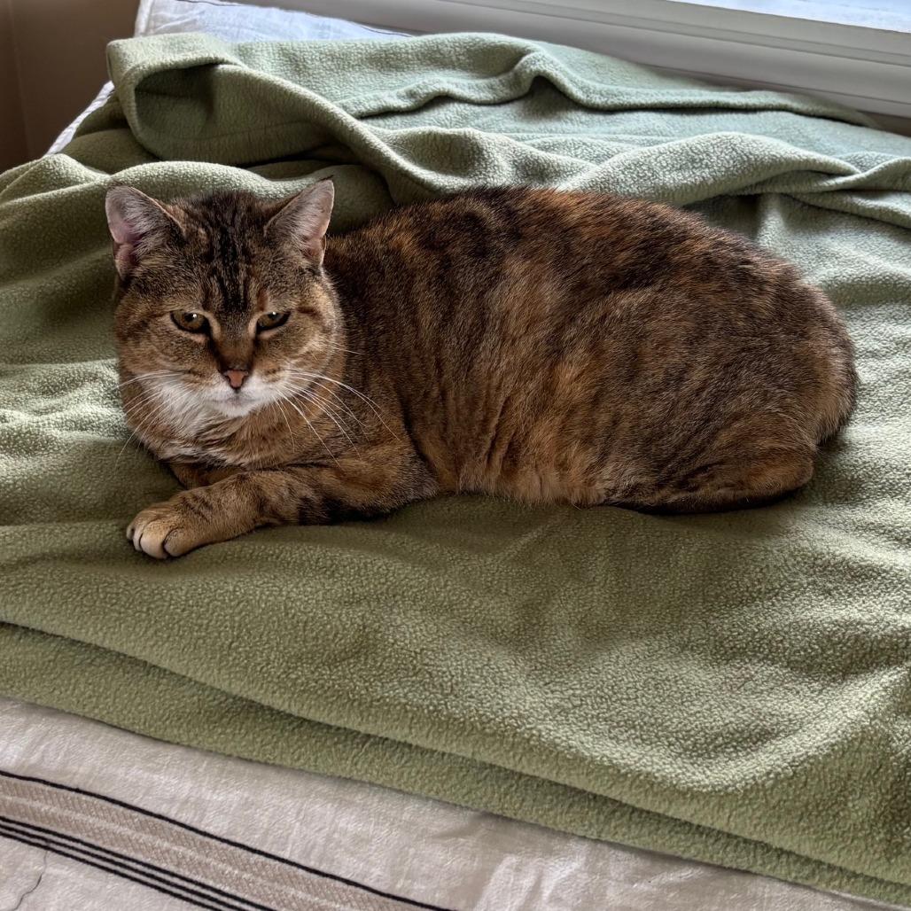 Enlarge Olive You 55406, a Adoptable Domestic Medium Hair in Lansing, MI image 1/3