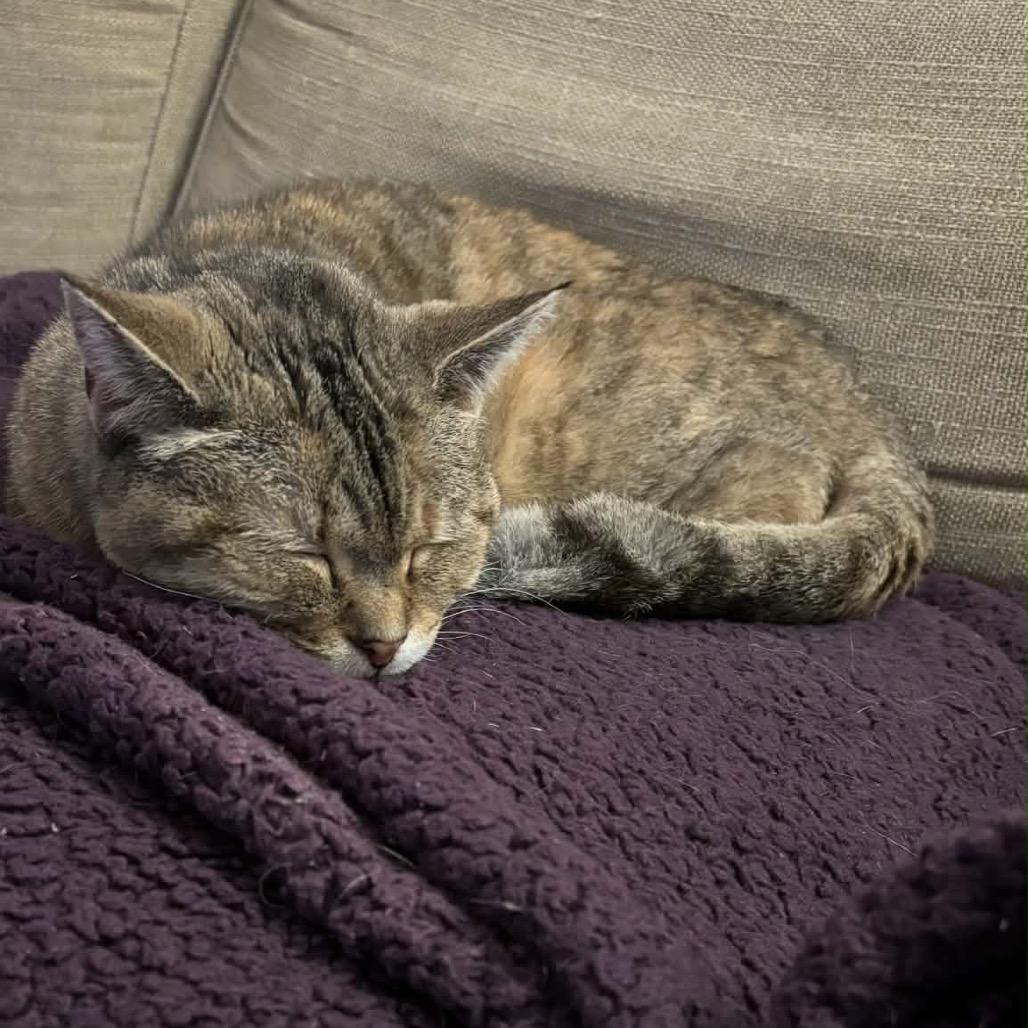 Olive You 55406, Adoptable, Adult Female Domestic Medium Hair.