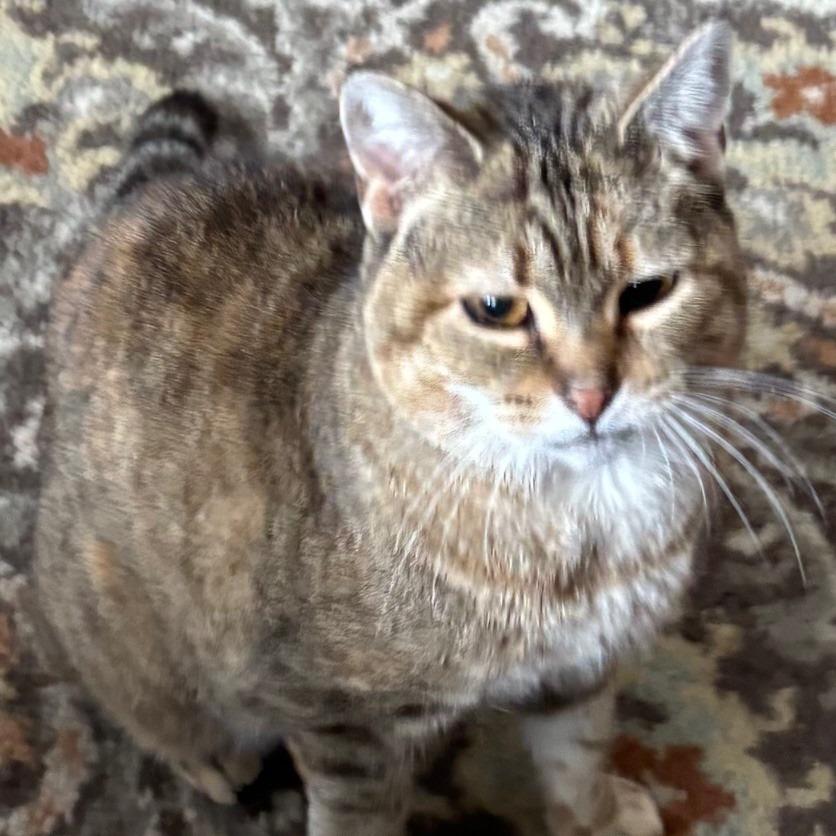 Enlarge Olive You 55406, a Adoptable Domestic Medium Hair in Lansing, MI image 3/3