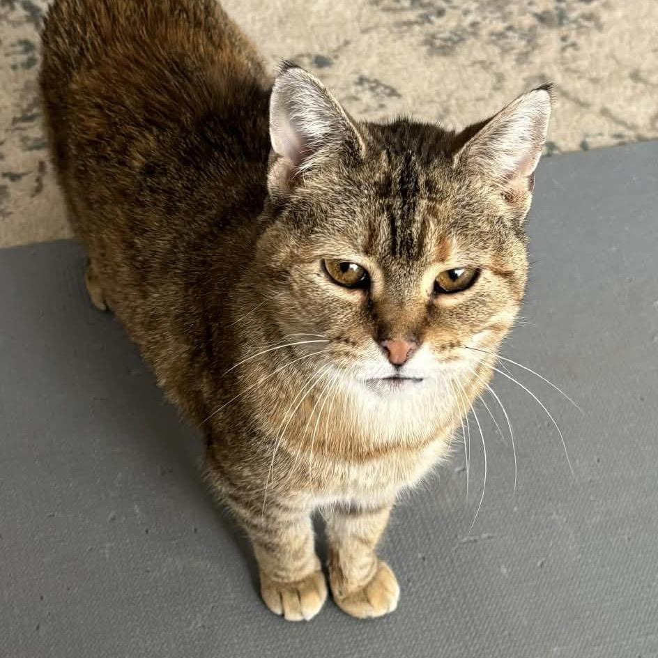 Enlarge Olive You 55406, a Adoptable Domestic Medium Hair in Lansing, MI image 3/3