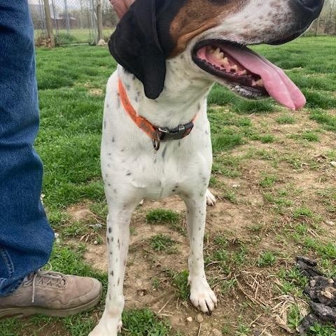 Enlarge LUKE DUKE, a ADOPTABLE Treeing Walker Coonhound in Vallonia, IN image 2/3