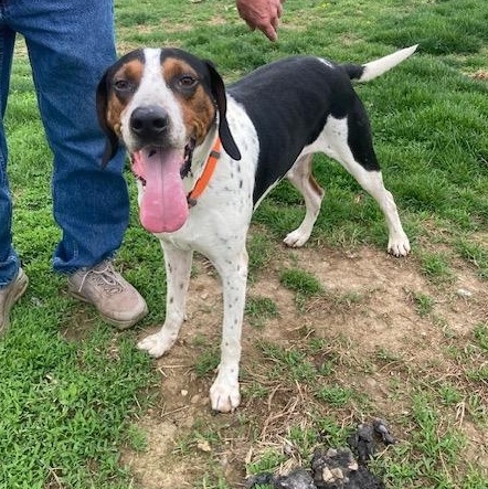 Enlarge LUKE DUKE, a ADOPTABLE Treeing Walker Coonhound in Vallonia, IN image 3/3