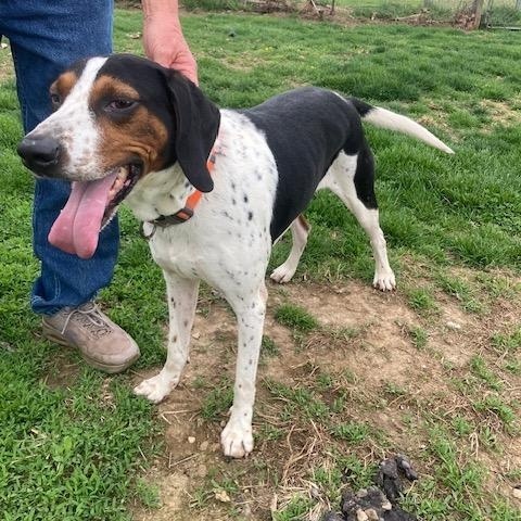 Enlarge LUKE DUKE, a ADOPTABLE Treeing Walker Coonhound in Vallonia, IN image 1/3