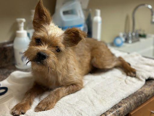 Truck Stop Travis, adopted, Adult Female Border Terrier.