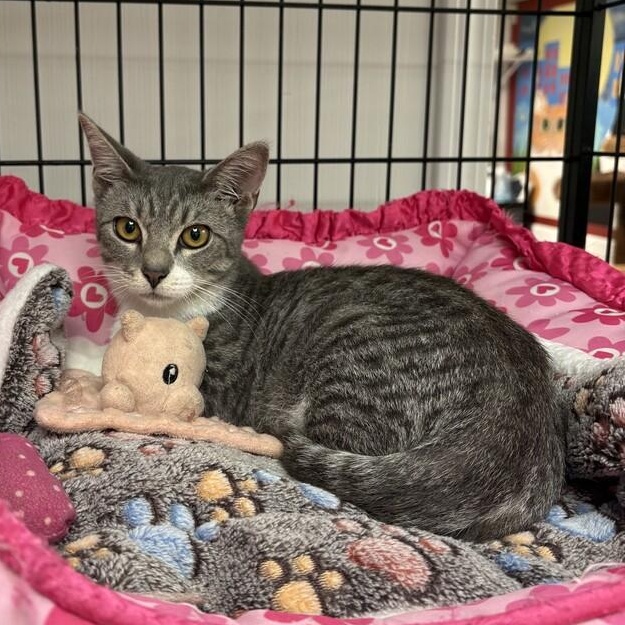 Enlarge Silver Dollar, a Adopted Domestic Short Hair in Colonia, NJ image 4/5