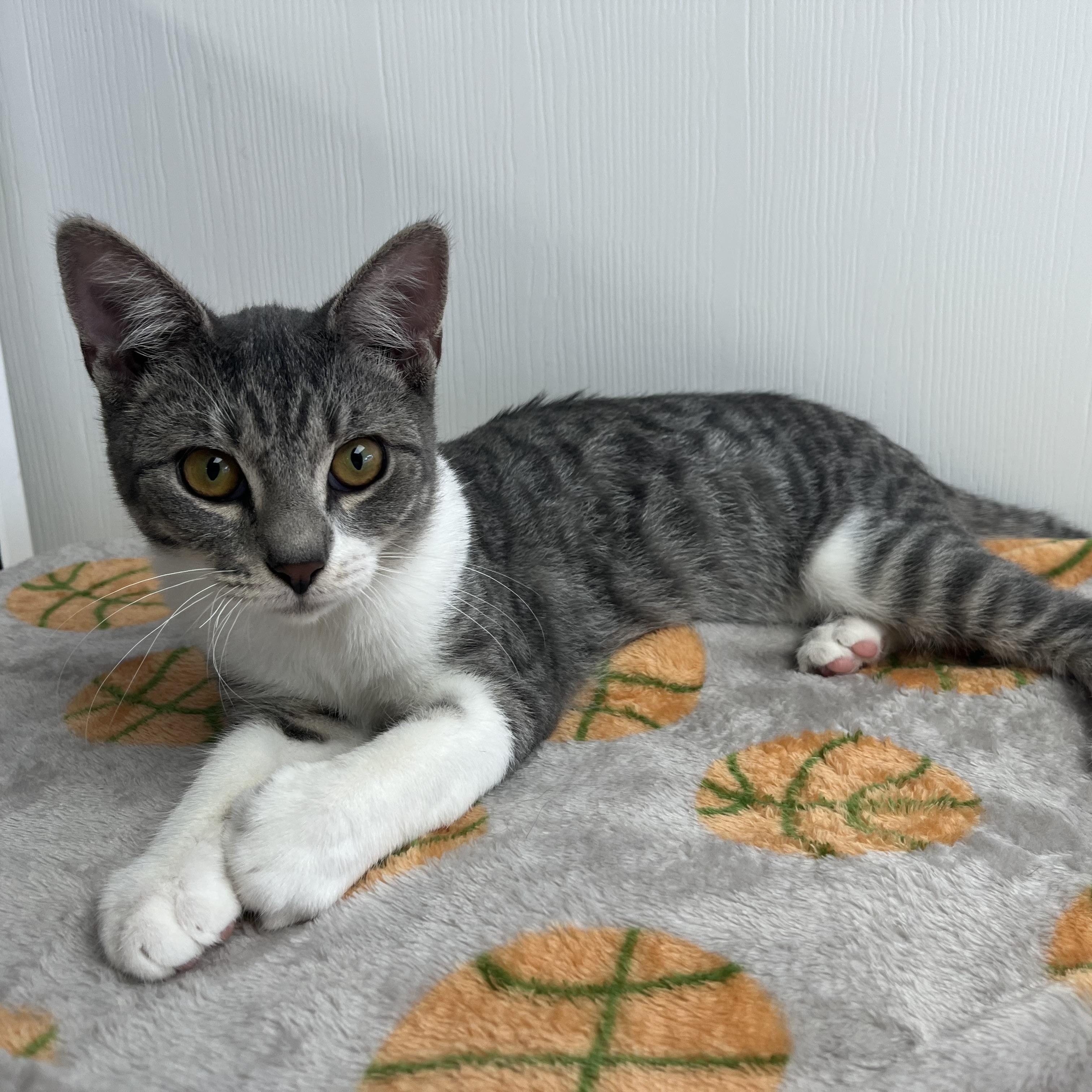Enlarge Silver Dollar, a Adopted Domestic Short Hair in Colonia, NJ image 5/5